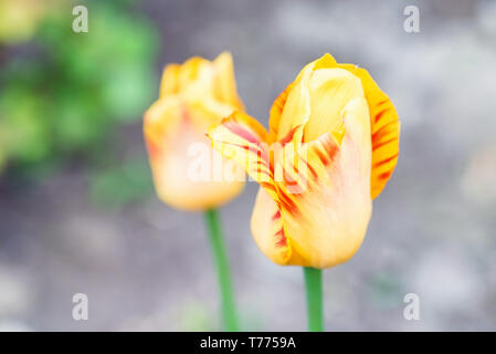 Close up en fleurs tulipes rouges et jaunes à l'extérieur Banque D'Images