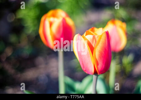Close up en fleurs tulipes rouges et jaunes à l'extérieur Banque D'Images