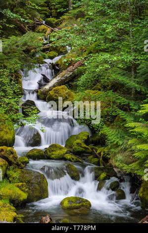 Cascade sur le ruisseau Watson, Umpqua National Forest, de l'Oregon. Banque D'Images