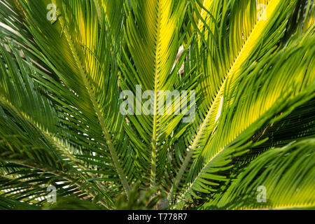 Feuilles de palmier vert close up Banque D'Images