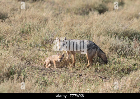 Le chacal à dos noir avec pup, Tanzanie Banque D'Images