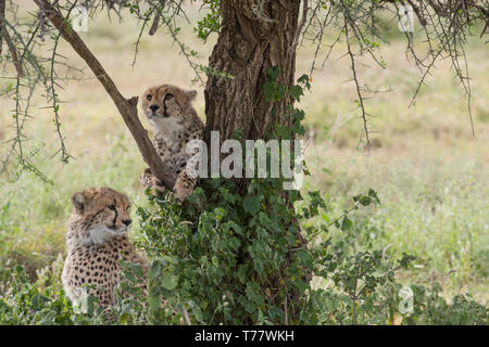 Cheetah yearling climbing tree, Tanzanie Banque D'Images