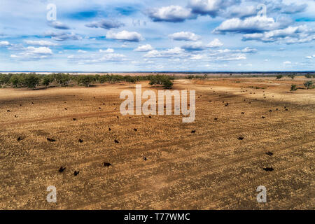 Récoltées sèches et terres agricoles cultivées champ près de Moree ville agricole régional sur le bassin artésien dans Australian NSW outback. Les sols noirs un noir d'alimentation Banque D'Images