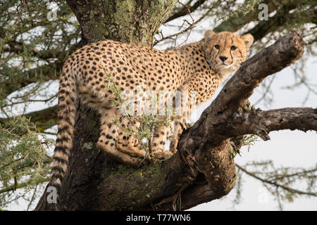 Le guépard en arbre, Tanzanie Banque D'Images