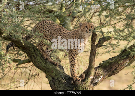 Le guépard en arbre, Tanzanie Banque D'Images