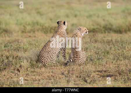 Cheetah cub juvénile et mère, Tanzanie Banque D'Images