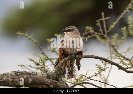 Coucal à sourcils blancs perchés sur branche, Tanzanie Banque D'Images