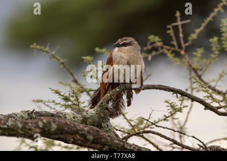 Coucal à sourcils blancs perchés sur branche, Tanzanie Banque D'Images