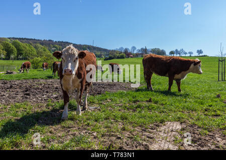 Bovins Hereford dans un néerlandais vert prairie dans le sud des collines du Limbourg avec un ciel bleu Banque D'Images