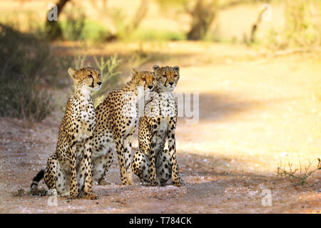 Trois guépards, Kgalagadi Transfrontier National Park, Afrique du Sud Banque D'Images