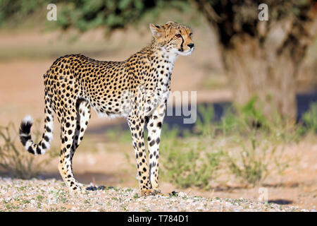 Le guépard, Kgalagadi Transfrontier National Park, Afrique du Sud, (Acinonyx Banque D'Images