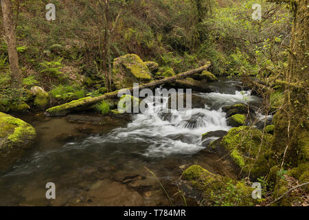 À la Corogne, il y a quatre chutes d'eau de la rivière Mendo, dans un quartier animé de l'environnement forestier. Appartient à la Marine et Terras do Mandeo Coruñesas Biosph Banque D'Images