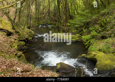 À la Corogne, il y a quatre chutes d'eau de la rivière Mendo, dans un quartier animé de l'environnement forestier. Appartient à la Marine et Terras do Mandeo Coruñesas Biosph Banque D'Images