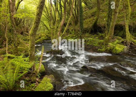 À la Corogne, il y a quatre chutes d'eau de la rivière Mendo, dans un quartier animé de l'environnement forestier. Appartient à la Marine et Terras do Mandeo Coruñesas Biosph Banque D'Images