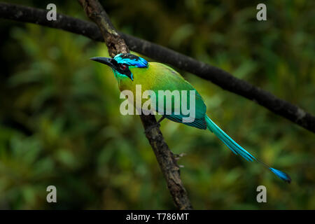 Blue-capped houtouc ou bleu-couronné houtouc Momotus coeruliceps, image prise au Panama Banque D'Images