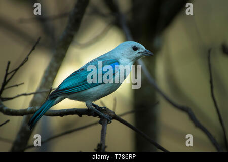 Blue-gray tanager, Thraupis episcopus perché sur un arbre Banque D'Images