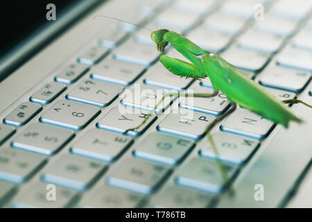 Bug logiciel métaphore, le Mantis est sur un clavier d'ordinateur portable Banque D'Images