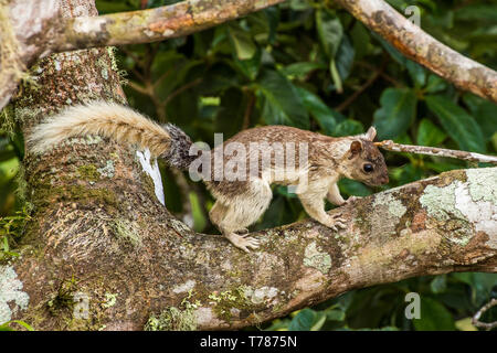 Ecureuil Sciurus variegatoides Variegated, sur un arbre au Panama Banque D'Images