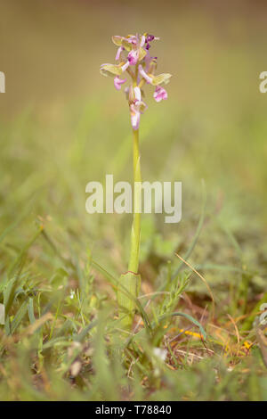 Anacamptis morio, le green-winged orchid ou veiné vert synonyme d'orchidées Orchis morio, est une plante à fleurs de la famille des orchidées, Orchidaceae. Il usua Banque D'Images