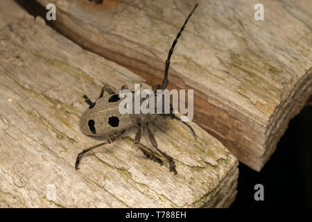 Morimus funereus femme Banque D'Images