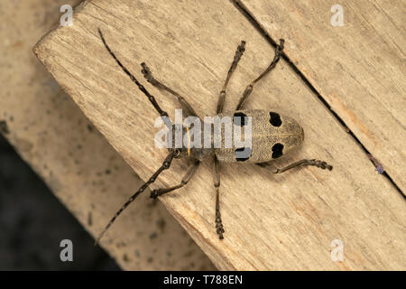 Morimus funereus femme Banque D'Images