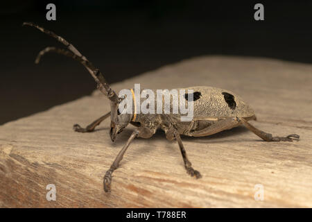 Morimus funereus femme Banque D'Images