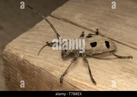 Morimus funereus femme Banque D'Images