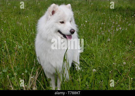 Samoyède chien est debout dans une herbe verte. Animaux de compagnie. Banque D'Images