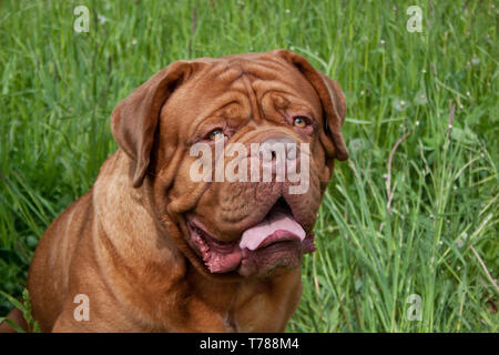 Dogue de Bordeaux adultes est assis dans une herbe verte. Animaux de compagnie. Banque D'Images