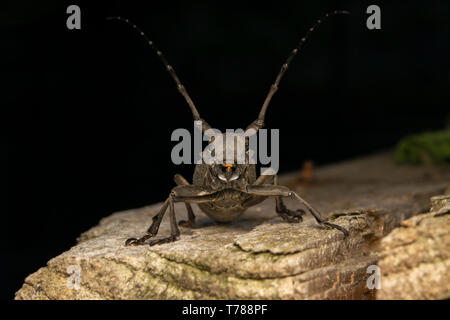 Morimus funereus femme Banque D'Images