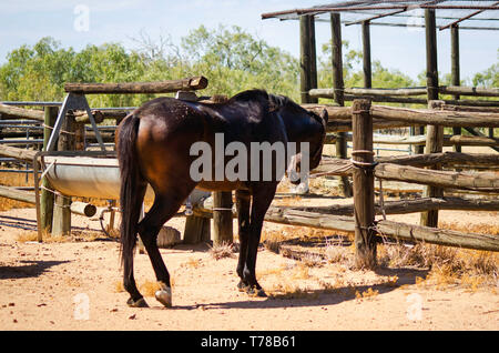 Après le rôle d'appel, un cheval est chargé sur un camion pour le retour à la maison Banque D'Images