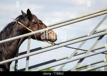 Après le rôle d'appel, un cheval est chargé sur un camion pour le retour à la maison Banque D'Images