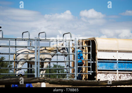 Après le rôle d'appel, un cheval est chargé sur un camion pour le retour à la maison Banque D'Images