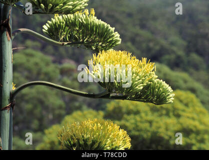 AGAVE PARRYI (CENTURY PLANT) Banque D'Images