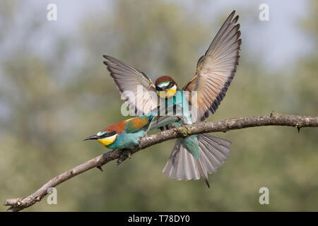 Lutte entre mangeurs d'abeilles d'Europe (Merops apiaster) Banque D'Images