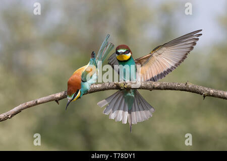 Lutte entre mangeurs d'abeilles d'Europe (Merops apiaster) Banque D'Images