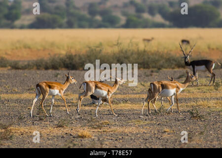 Une marche dans un blackbuck fond vert et lumière du matin dans les prairies de tal chappar blackbuck sanctuary. Les mâles sont noirs et les femmes sont en orange. Banque D'Images