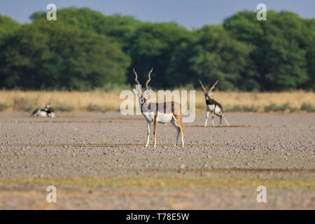 Une marche dans un blackbuck fond vert et lumière du matin dans les prairies de tal chappar blackbuck sanctuary. Les mâles sont noirs et les femmes sont en orange. Banque D'Images