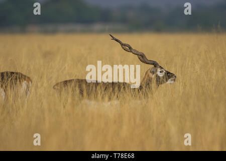 Une marche dans un blackbuck fond vert et lumière du matin dans les prairies de tal chappar blackbuck sanctuary. Les mâles sont noirs et les femmes sont en orange. Banque D'Images