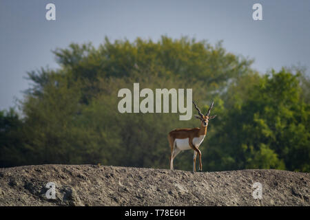 Une marche dans un blackbuck fond vert et lumière du matin dans les prairies de tal chappar blackbuck sanctuary. Les mâles sont noirs et les femmes sont en orange. Banque D'Images