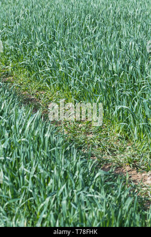 Feuilles vert luxuriant d'une céréale poussant dans un champ. L'agriculture et de l'agriculture britannique métaphore, la croissance économique, les pousses vertes. Banque D'Images