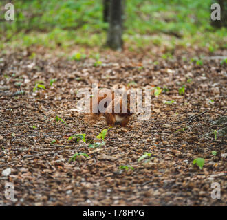 Droit de manger un écureuil écrou tout en assises sur le sol de la forêt, Close up Banque D'Images
