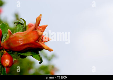 Tête fleur de grenadier Banque D'Images