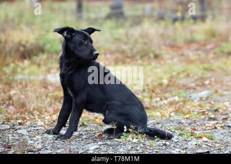 Jeune noir chien errant le long d'une rue Banque D'Images