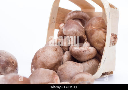 Les champignons de culture dans le panier. Photo de champignons dans les forêts denses. Arrière-plan blanc. Banque D'Images