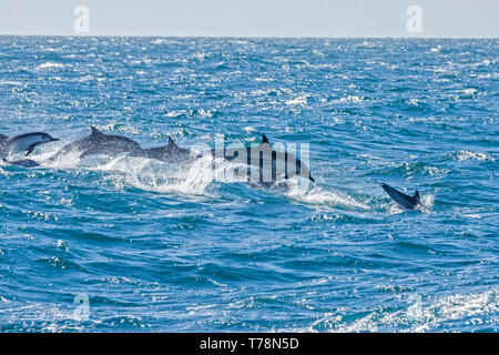 Dauphin commun (Delphinus delphis) superpod approchant le bateau pour bowriding et équitation le service des vagues, Baja California Banque D'Images