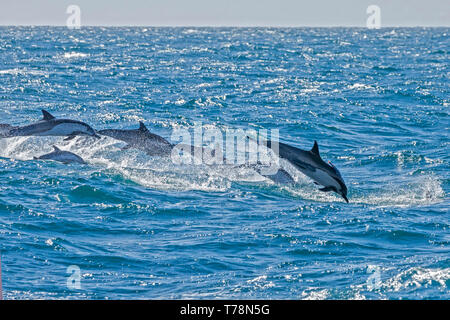 Dauphin commun (Delphinus delphis) superpod approchant le bateau pour bowriding et équitation le service des vagues, Baja California Banque D'Images