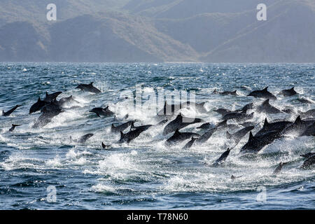 Dauphin commun (Delphinus delphis) superpod approchant le bateau pour bowriding et équitation le service des vagues, Baja California Banque D'Images