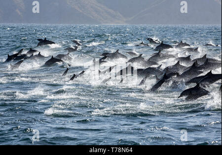 Dauphin commun (Delphinus delphis) superpod approchant le bateau pour bowriding et équitation le service des vagues, Baja California Banque D'Images