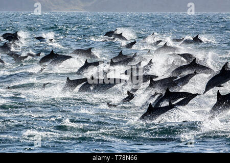 Dauphin commun (Delphinus delphis) superpod approchant le bateau pour bowriding et équitation le service des vagues, Baja California Banque D'Images